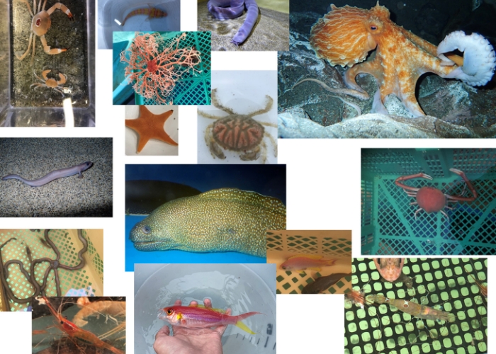深海魚種