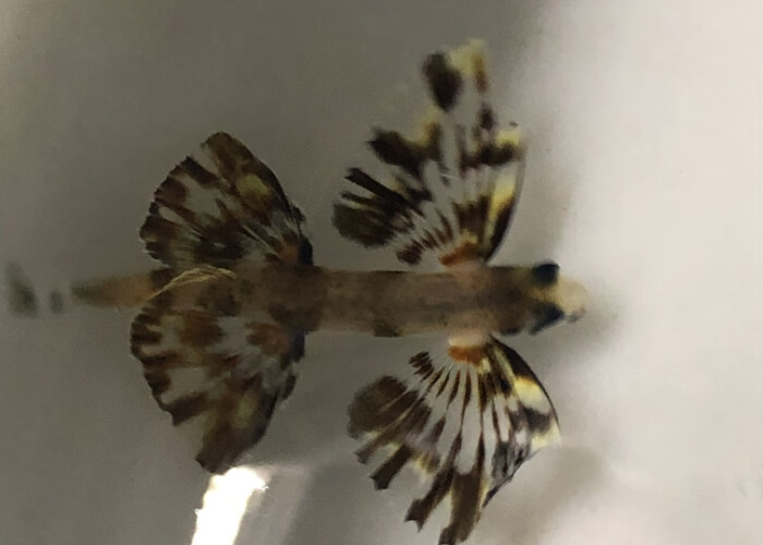 夜間調査で採れた深海魚