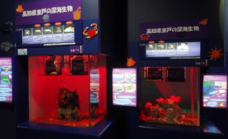 茨城県大洗水族館にある室戸の水槽コーナー