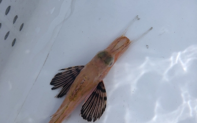 ハナナガソコホウボウ