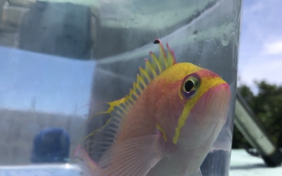 イッテンサクラダイ