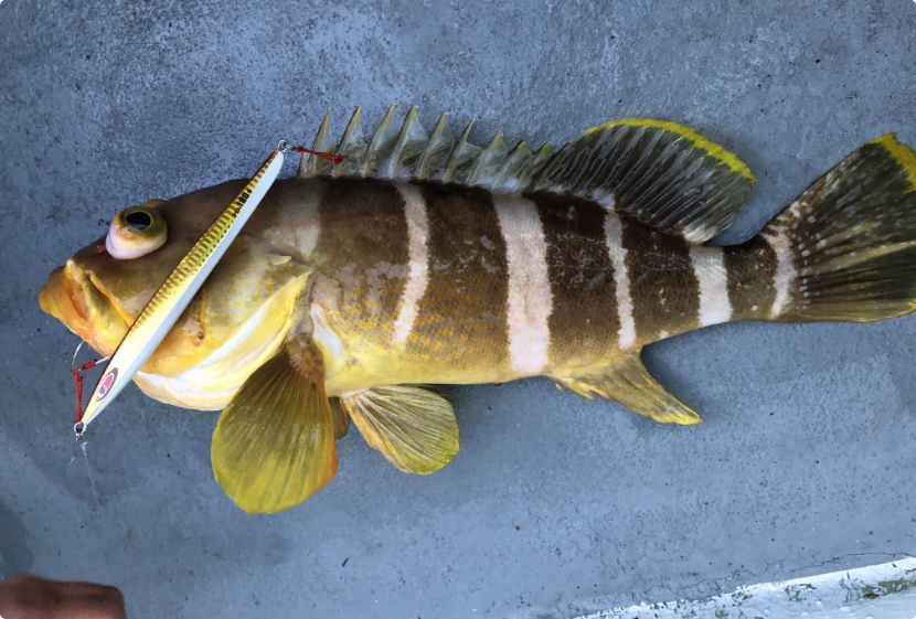 お魚