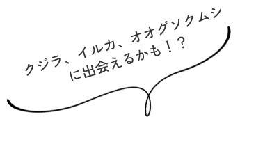 珍しい生き物と出会えるかも