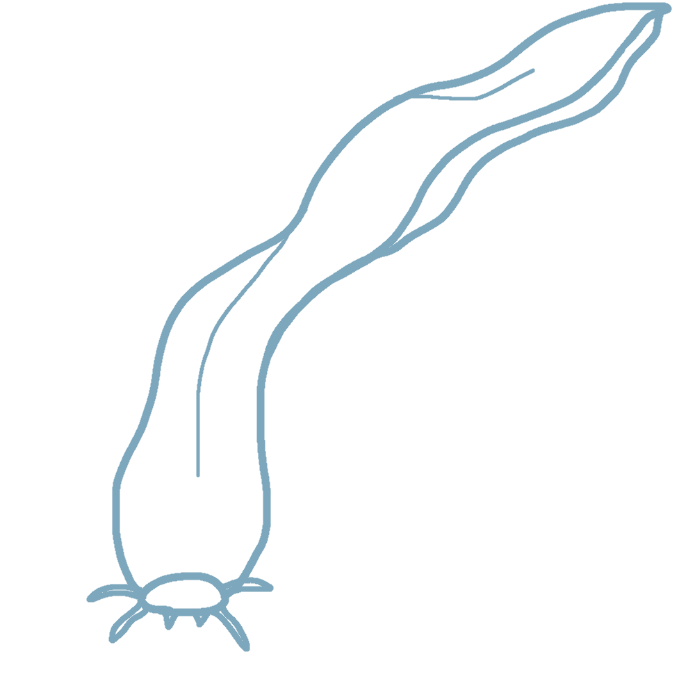 ヌタウナギのイラスト