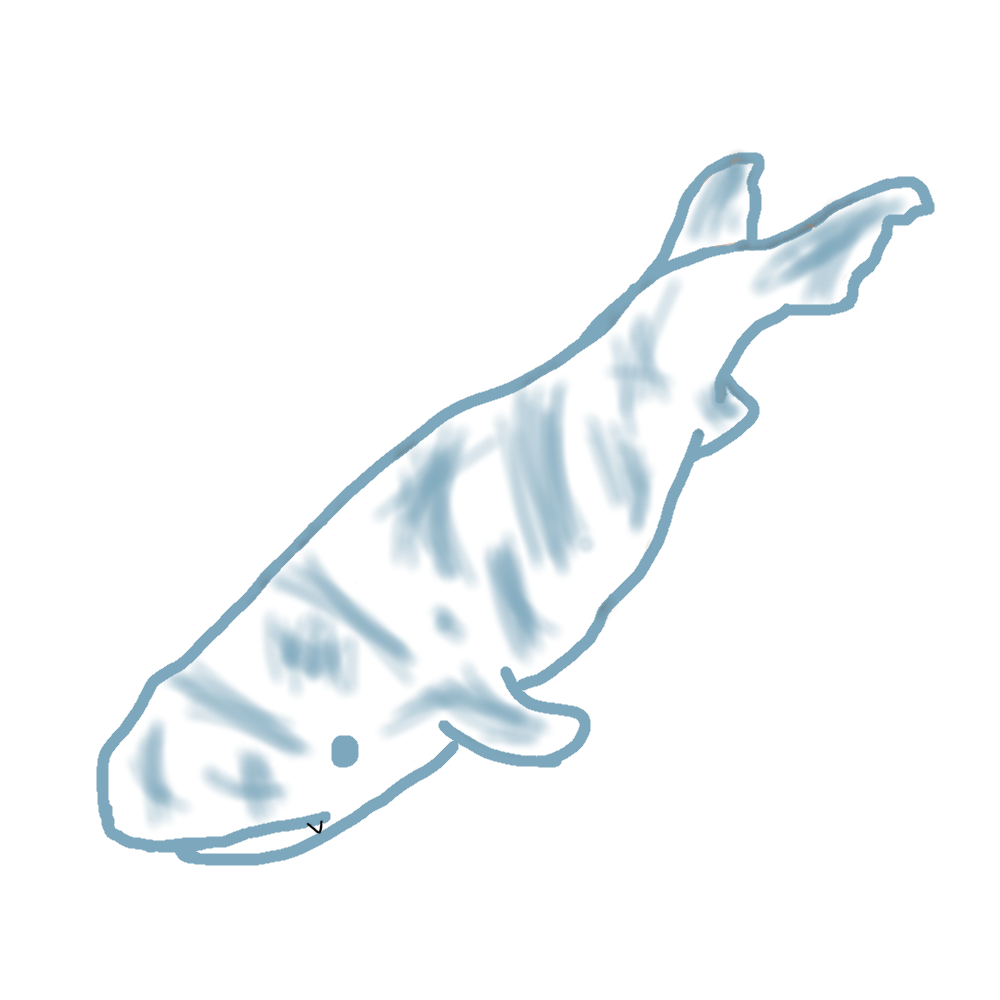 サメのイラスト