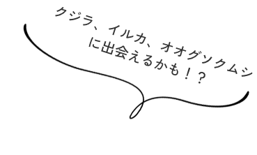 珍しい生き物と出会えるかも